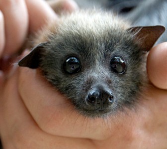 cute_bat